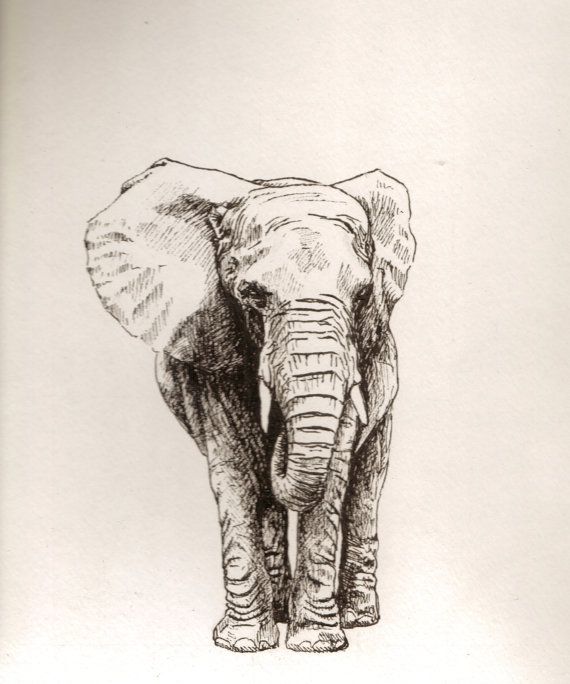 Elephant Front View Drawing at PaintingValley.com | Explore collection ...