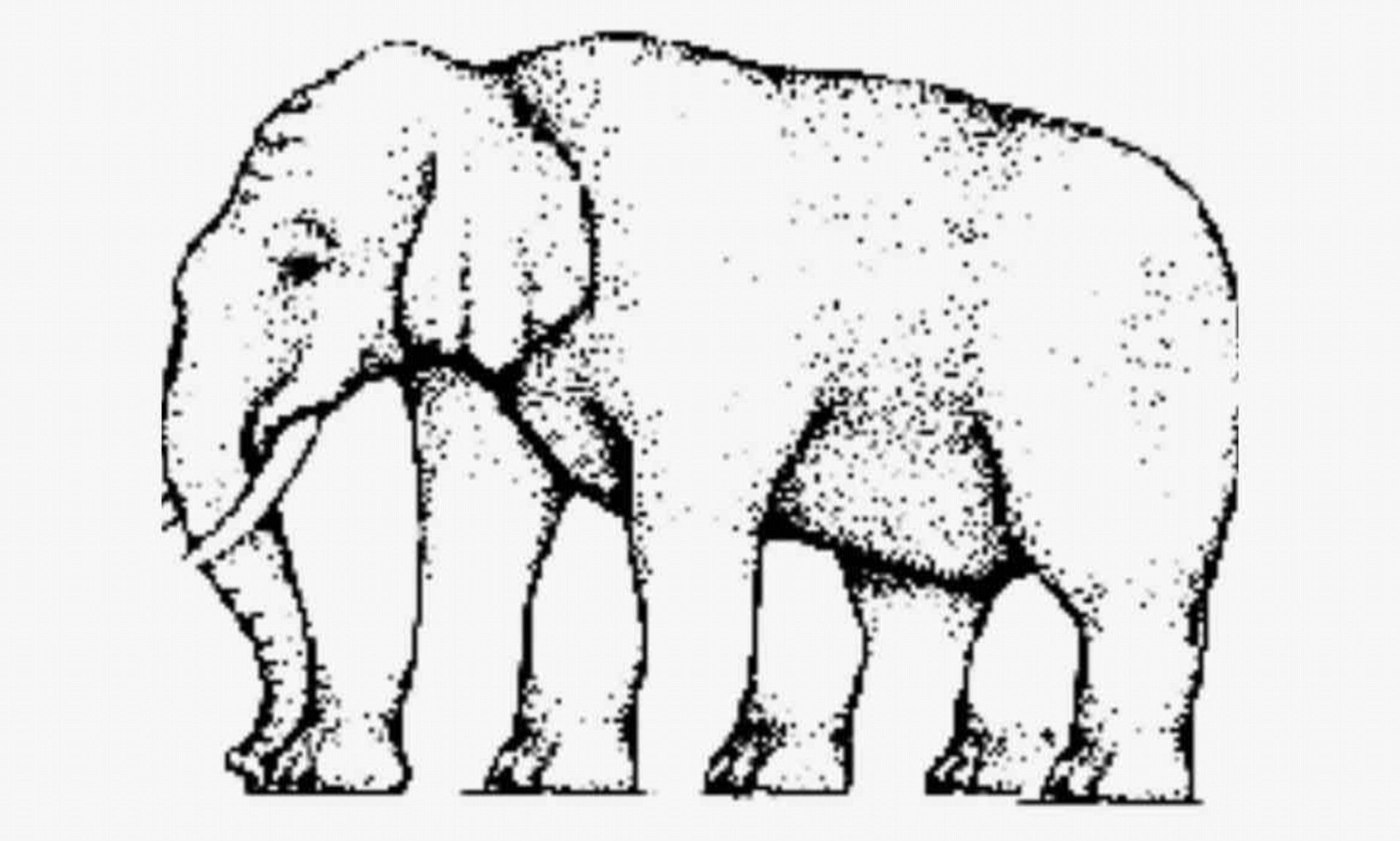 1908x1146 Elephant Optical Illusion Baffles The Internet Daily Mail Online - Elephant Front View Drawing