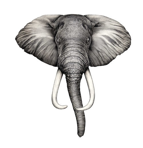 500x518 Front View Elephant Drawing Line - Elephant Front View Drawing