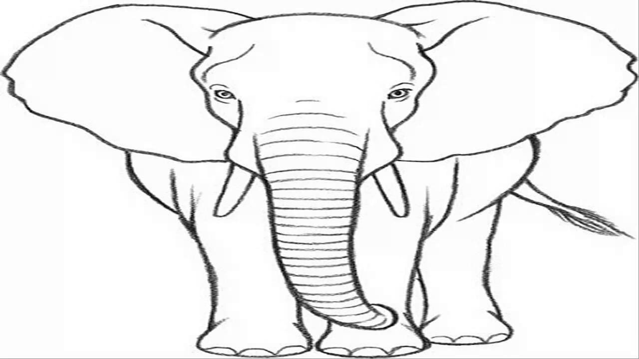 Elephant Front View Drawing at PaintingValley.com | Explore collection ...