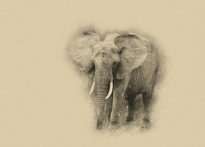 700x500 Pencil Drawing Sketch Illustration Of African Elephant Loxodonta - Elephant Front View Drawing