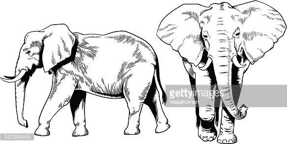 584x293 Front View Of A Line Drawing Of An Animal - Elephant Front View Drawing