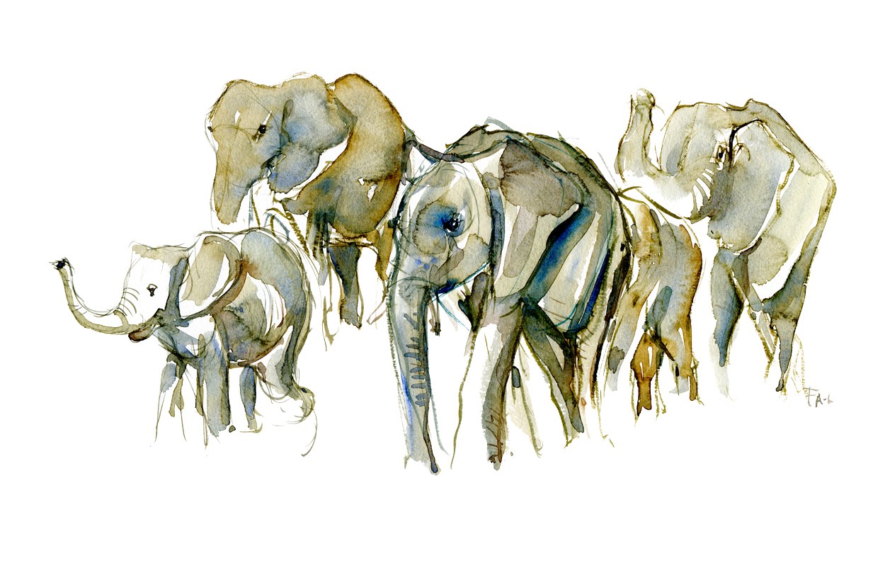 1250x795 Watercolor Group Elephants Front View Animal - Elephant Front View Drawing