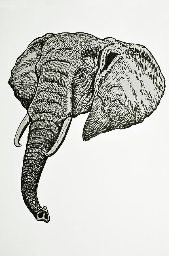 Elephant Head Drawing at PaintingValley.com | Explore collection of