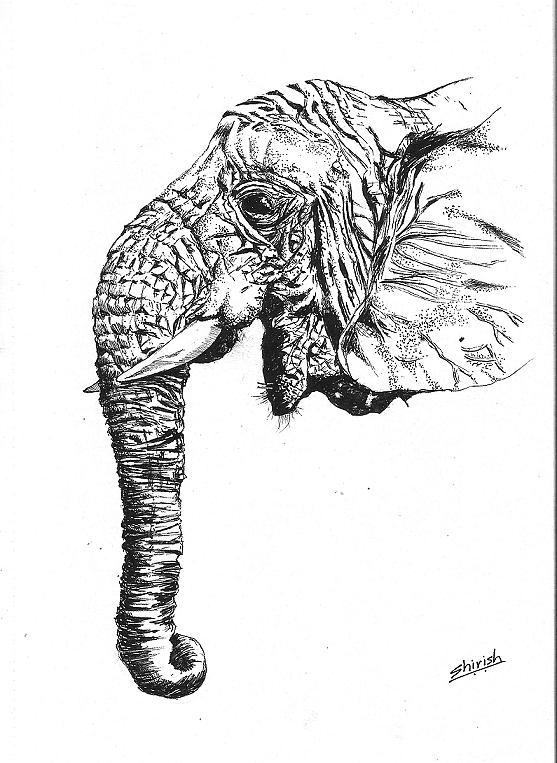 557x763 Elephant Head Drawing - Elephant Head Drawing