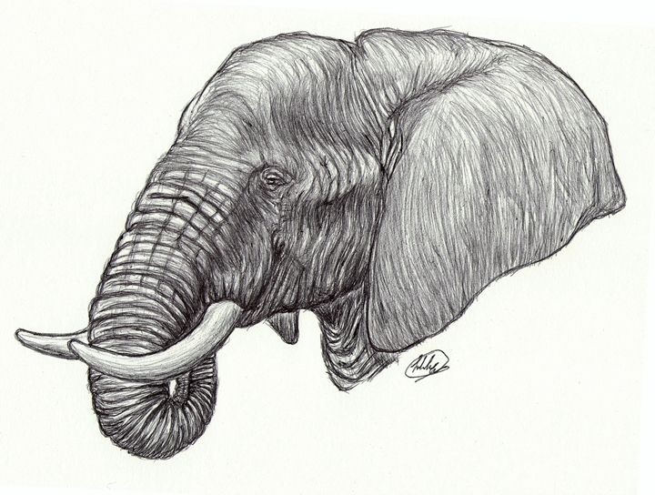 Elephant Head Drawing at PaintingValley.com | Explore collection of ...