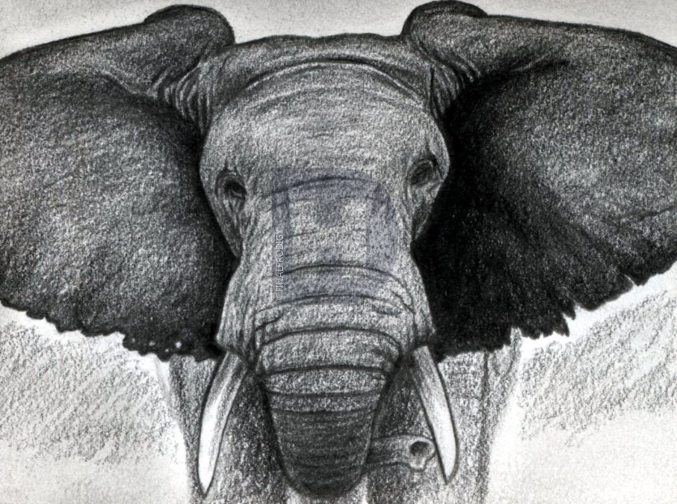 967x720 How To Draw An Elephant Head, African Elephant, Step - Elephant Head Drawing