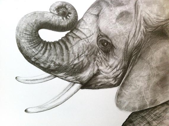 570x426 Print Baby Elephant Head Drawing In Graphite Etsy - Elephant Head Drawing