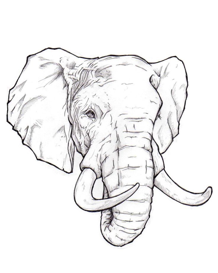 736x920 De Recherche D'images Pour Tattoo Elephant Line Drawings - Elephant Head Drawing