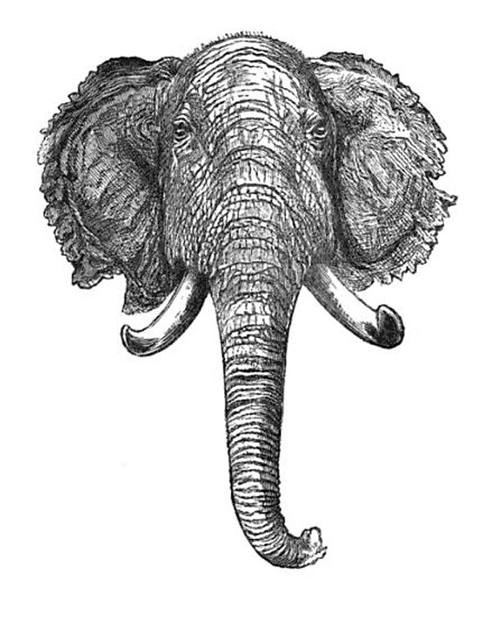 720x900 Vintage Elephant Head Illustration - Elephant Head Drawing