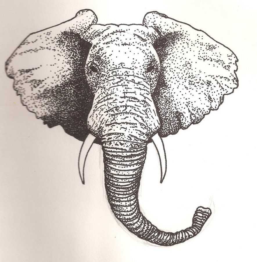 885x902 How To Draw An Elephant Head Elephant Head - Elephant Head Drawing