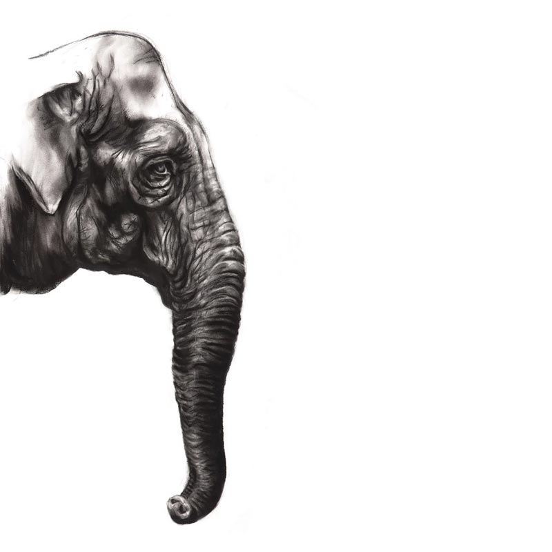 800x800 Elephant Head - Elephant Head Drawing