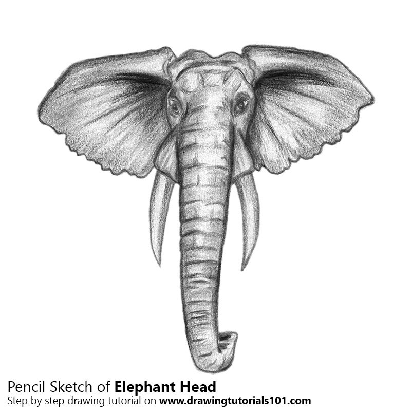 800x800 Elephant Head Colored Pencils - Elephant Head Drawing