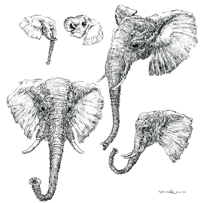 800x809 elephant head drawing easy elevateleaders - Elephant Head Drawing Tumblr