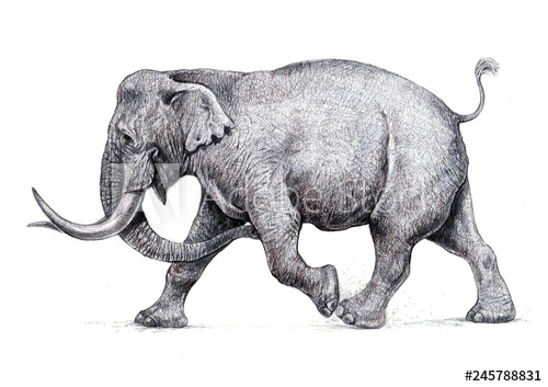 500x353 Indian Elephant Attack Hand Made Pencil Drawing - Elephant Indian Drawing