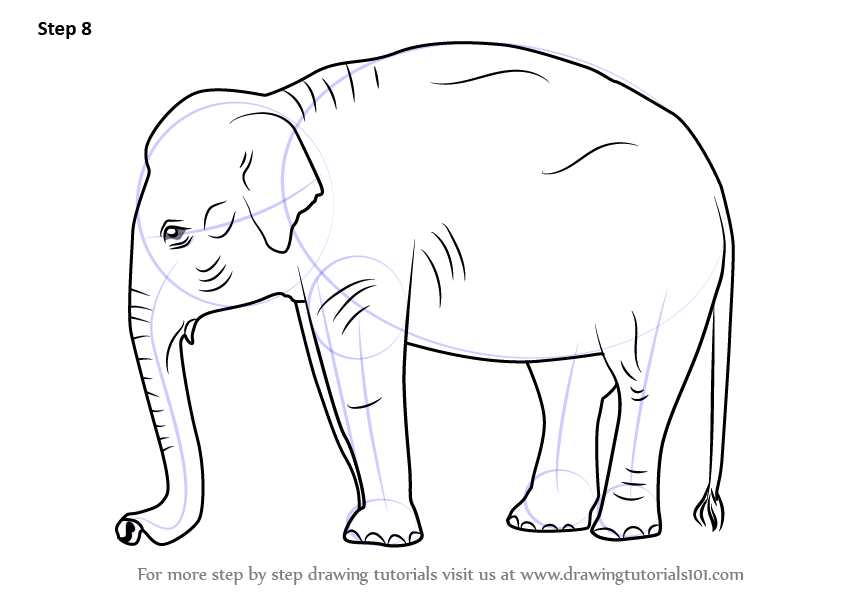 843x596 Learn How To Draw An Indian Elephant - Elephant Indian Drawing