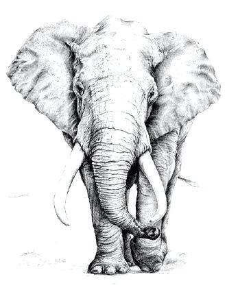 331x445 Drawings Of Elephants Elephant Drawing Drawings Elephants Pencil - Elephant Line Drawing