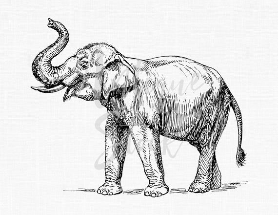 570x440 Elephant Line Drawing Clipart Indian Elephant Etsy - Elephant Line Drawing