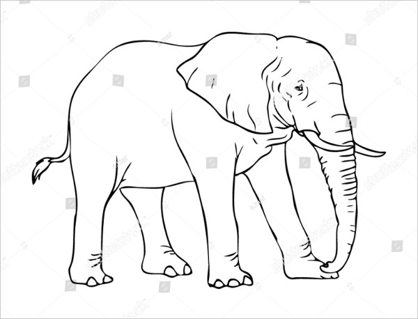 600x458 Excellent Elephant Drawing - Elephant Line Drawing