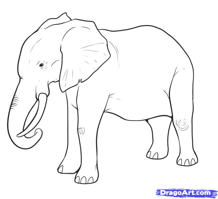 831x756 Line Drawing Of Elephant - Elephant Line Drawing