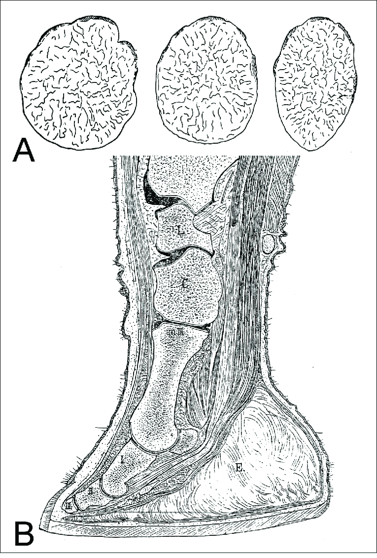 765x1130 Outline Drawings Of Footprints - Elephant Outline Drawing