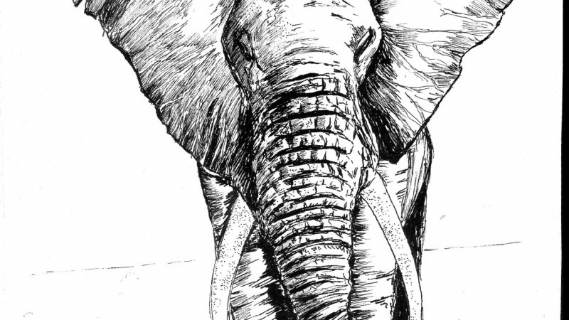 800x450 Drawing Animals Using Pen, Inks And Watercolors - Elephant Pen Drawing