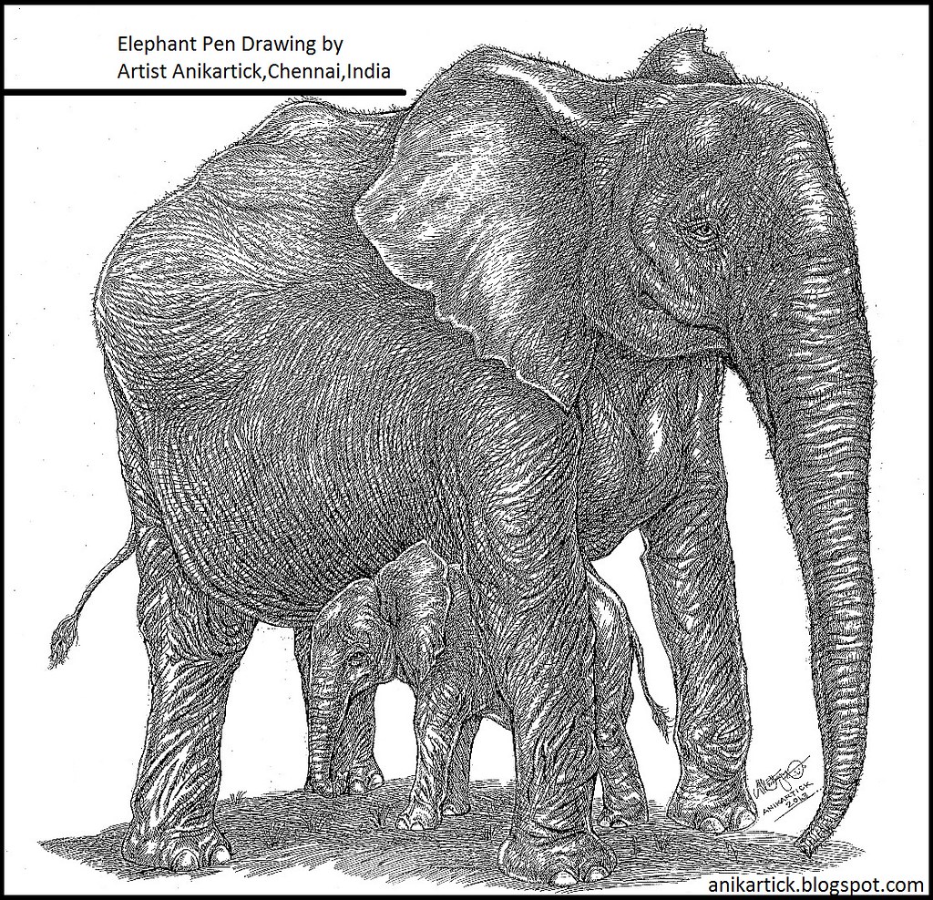 1024x988 Elephant Pen Drawing - Elephant Pen Drawing