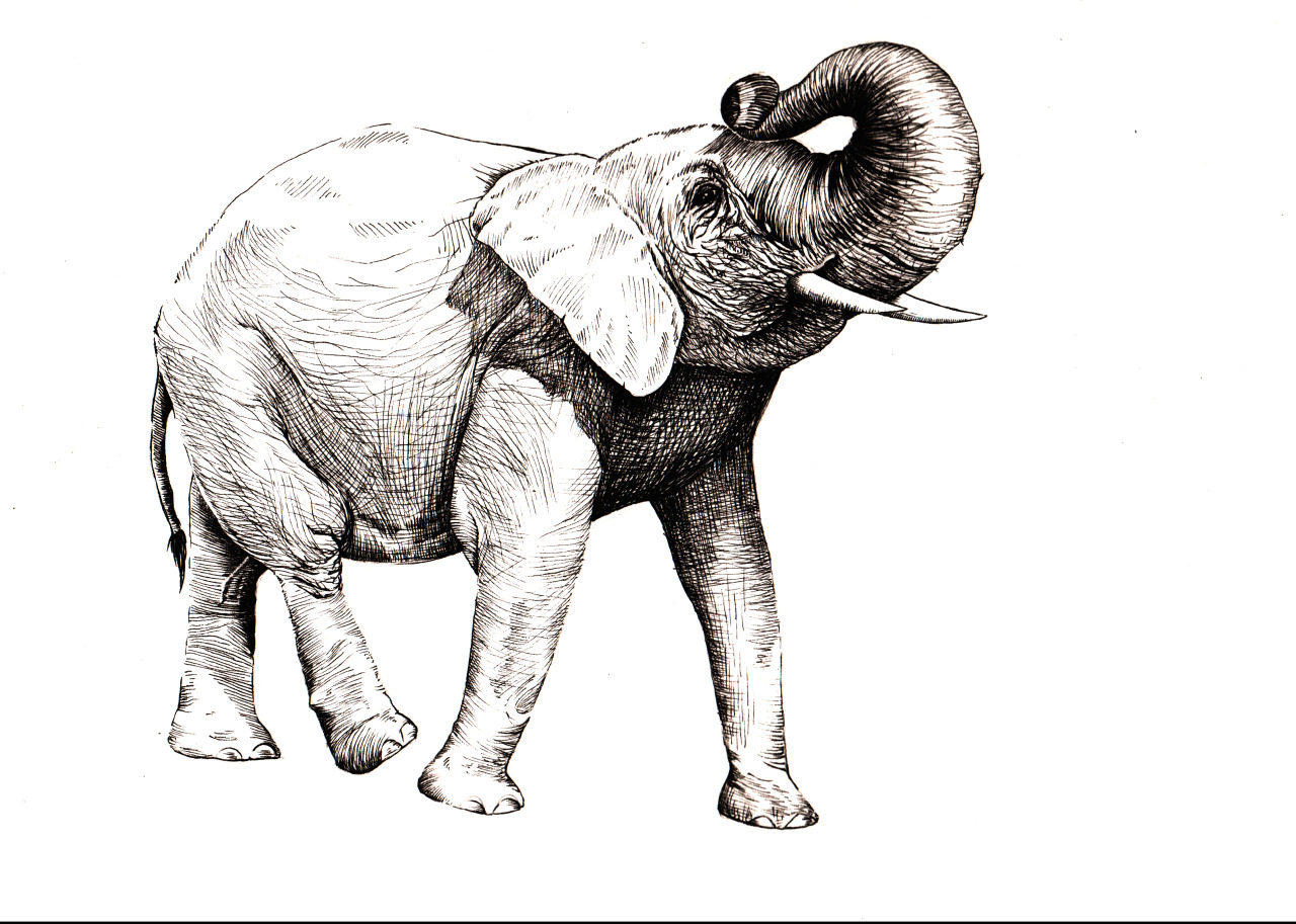 Elephant Pen Drawing at PaintingValley.com | Explore collection of ...