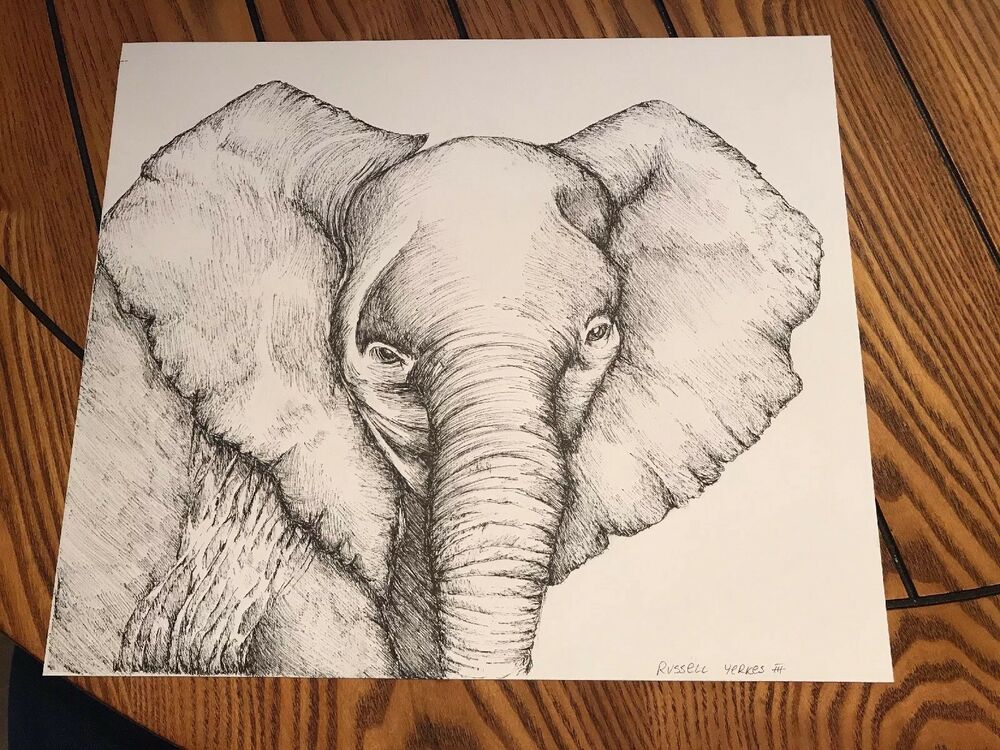 1000x750 Original Pen Ink Baby Elephant Drawing Ebay - Elephant Pen Drawing