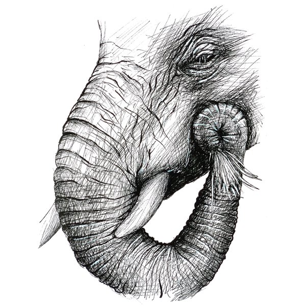 600x600 Patricia Pedroso On Twitter - Elephant Pen Drawing