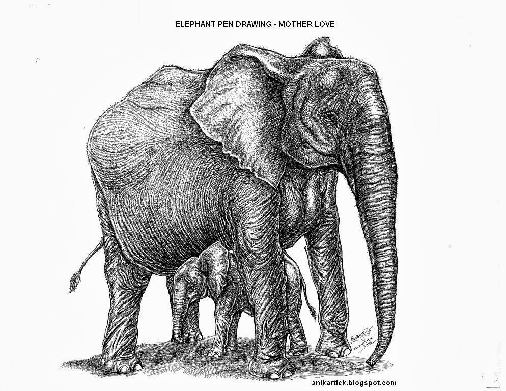 994x768 Pen Drawings - Elephant Pen Drawing