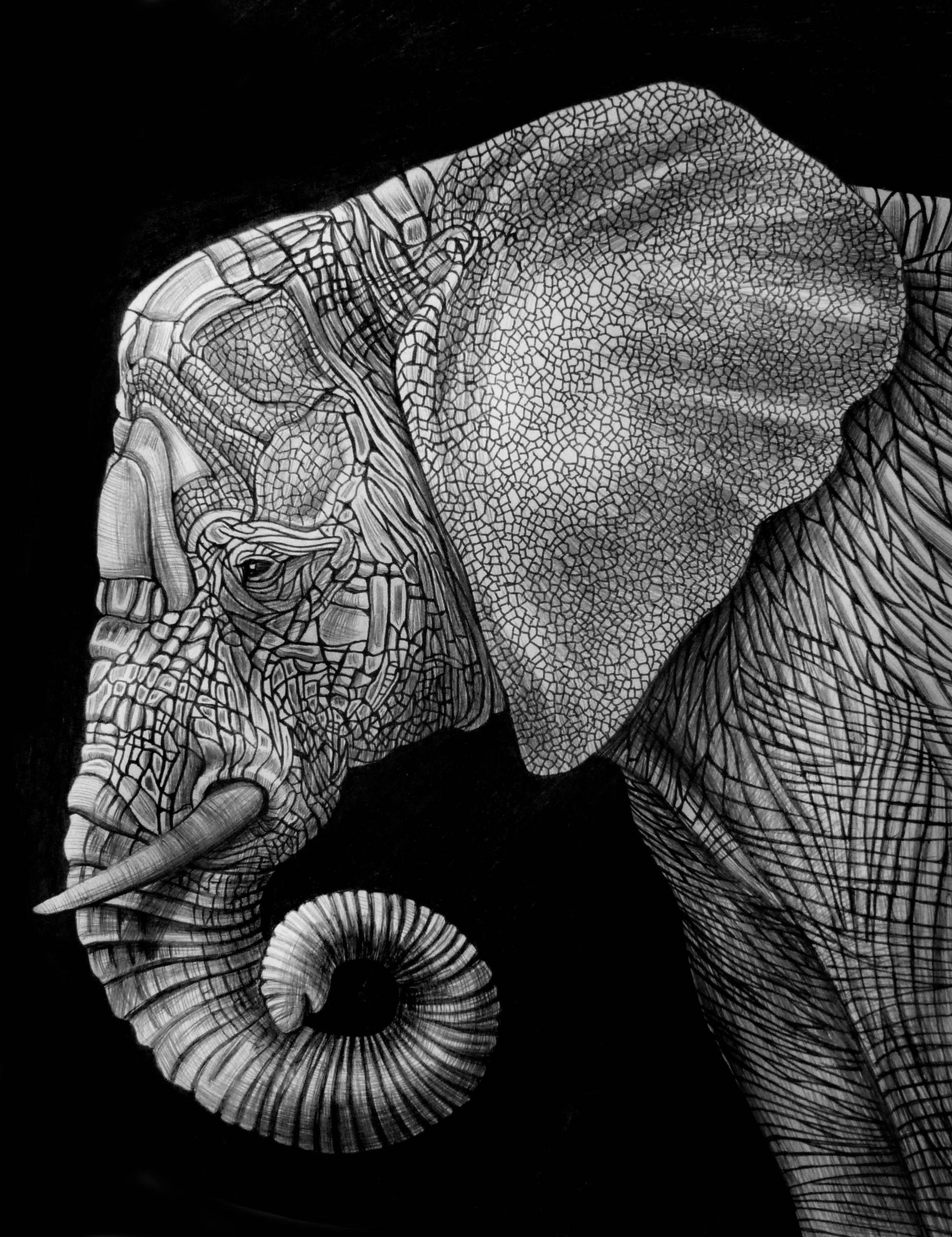 1879x2441 tim jeffs - Elephant Pen Drawing
