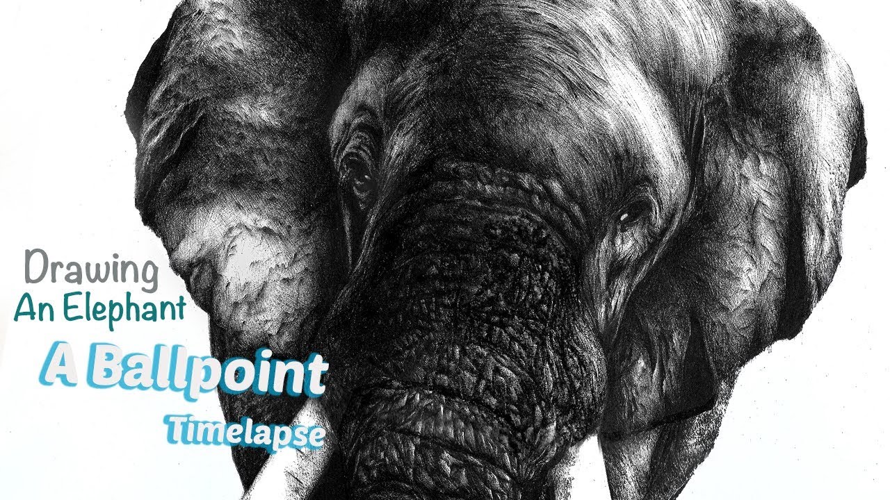 1280x720 Drawing An Elephant In Ballpoint Pen Art Timelapse - Elephant Pen Drawing