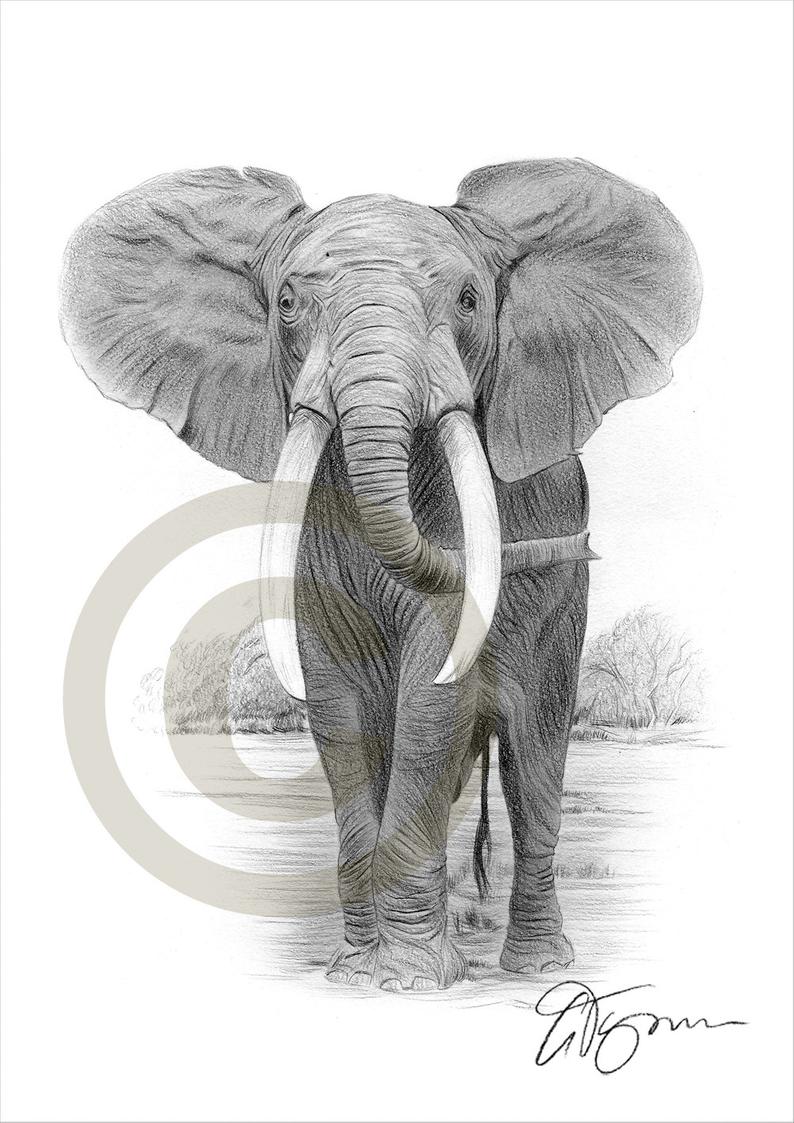Elephant Pencil Drawing