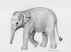 300x222 Elephant Pencil Drawing Drawings Fine Art America - Elephant Pencil Drawing