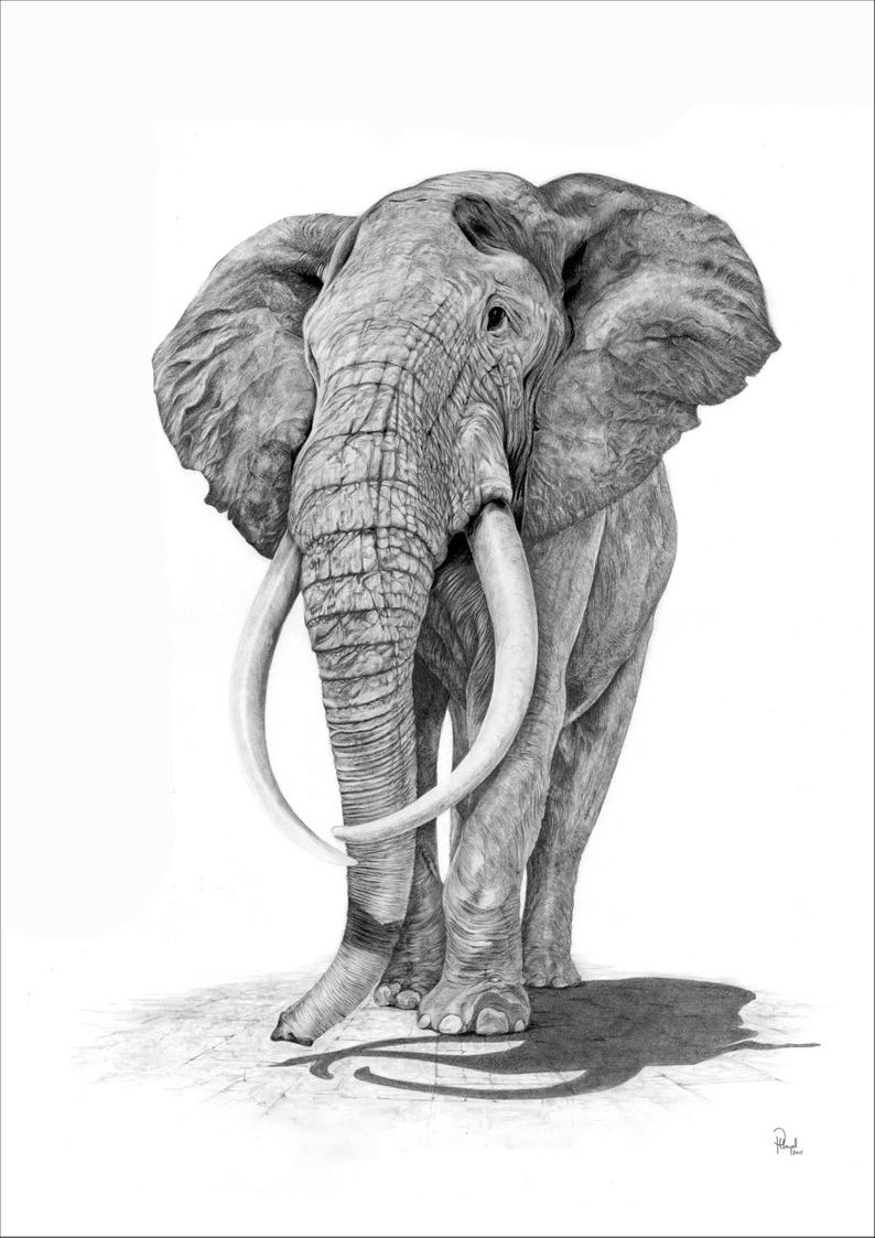 Elephant Pencil Drawing at PaintingValley.com | Explore collection of ...