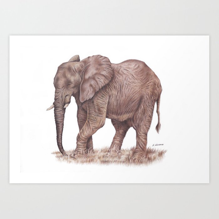 700x700 Elephant Colored Pencil Drawing Art Print - Elephant Pencil Drawing