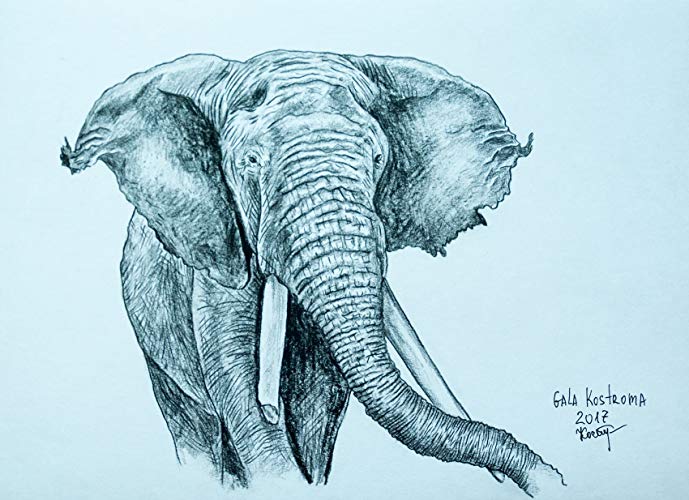 689x500 An Elephant Animal Original Pencil Drawing Handmade - Elephant Pencil Drawing