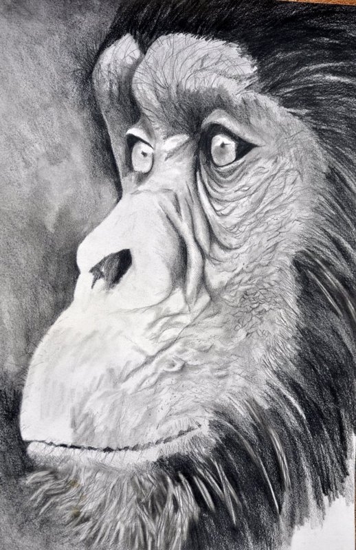 518x800 Ngamba Island Chimp Pencil Drawing And Elephant In Pencil - Elephant Pencil Drawing