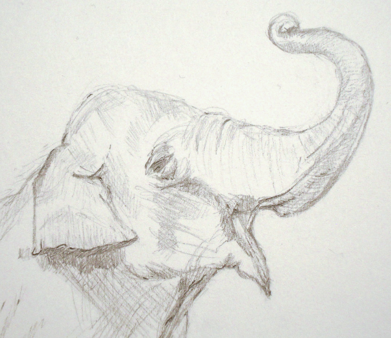 800x690 An Elephant A Day Elephant No Pencil Drawing - Elephant Pencil Drawing