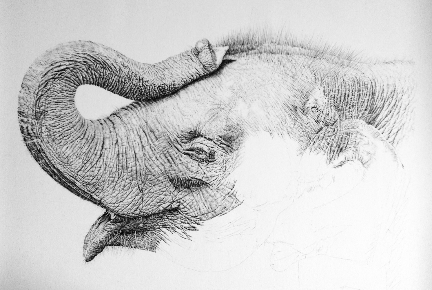 1491x1000 Remrov's Autistic Artblurbs Baby Elephant Pencil Drawing In Progress - Elephant Pencil Drawing