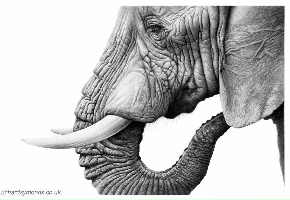 Elephant Pencil Drawing at Explore collection of