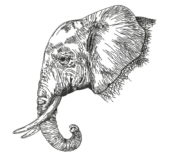 745x663 Stitch Delight Pencil Sketch Elephant All Design Sets - Elephant Pencil Drawing