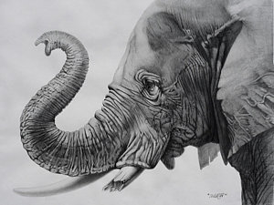 300x225 Veteran Drawing - Elephant Pencil Drawing