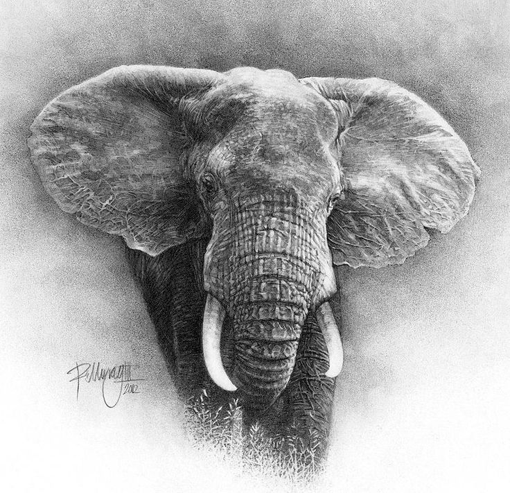 736x711 Pictures Drawings Of Elephants - Elephant Pencil Drawing
