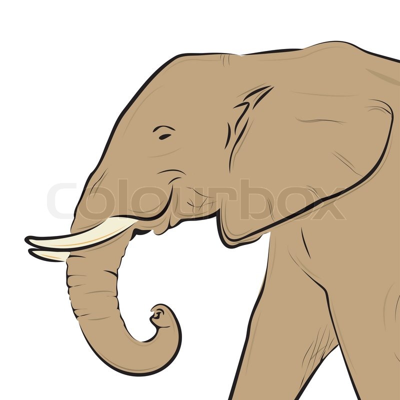 800x800 Elephant Head Drawing Isolated On Stock Vector Colourbox - Elephant Profile Drawing