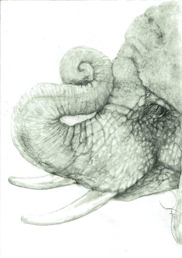 375x532 Elephant Profile Drawing - Elephant Profile Drawing