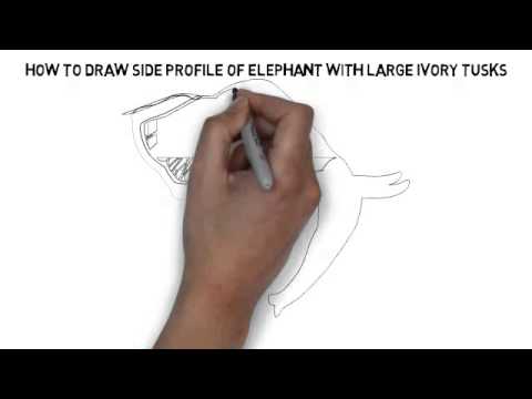 480x360 How To Draw Side Profile Of Elephant With Large Ivory Tusks - Elephant Profile Drawing