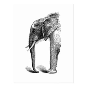307x307 Vintage Elephant Drawing Postcards Zazzle Ca - Elephant Profile Drawing