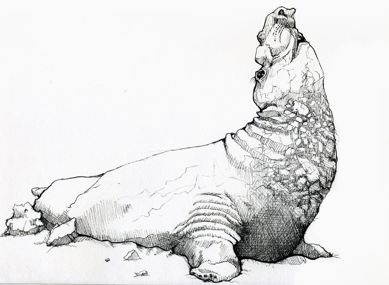 Elephant Seal Drawing
